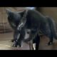 Funny animals - Funny cats / dogs - Funny animal videos 225