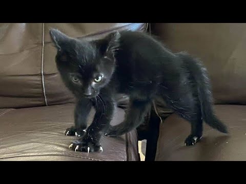 Funny animals - Funny cats / dogs - Funny animal videos 225