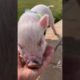 Funny animals compilation #animals #funnycats #funnyanimals #cats #sogs #pig #hedgehog #shorts