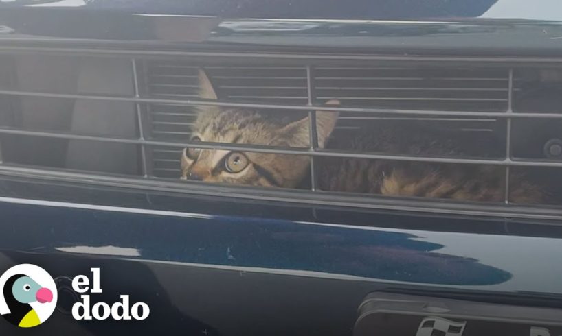 Gatito salvado del motor de un carro le da esperanza al que más lo necesita | Cat Crazy | El Dodo