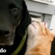 Gatitos eligen a un perro torpe para ser su hermano mayor | El Dodo