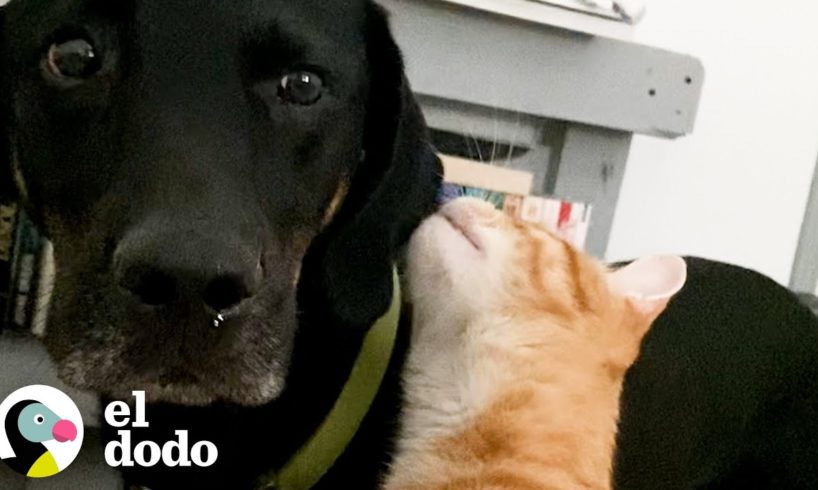 Gatitos eligen a un perro torpe para ser su hermano mayor | El Dodo