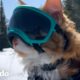 Gato ama tanto esquiar que tiene su propio boleto para la montaña | Pequeño y Valiente | El Dodo