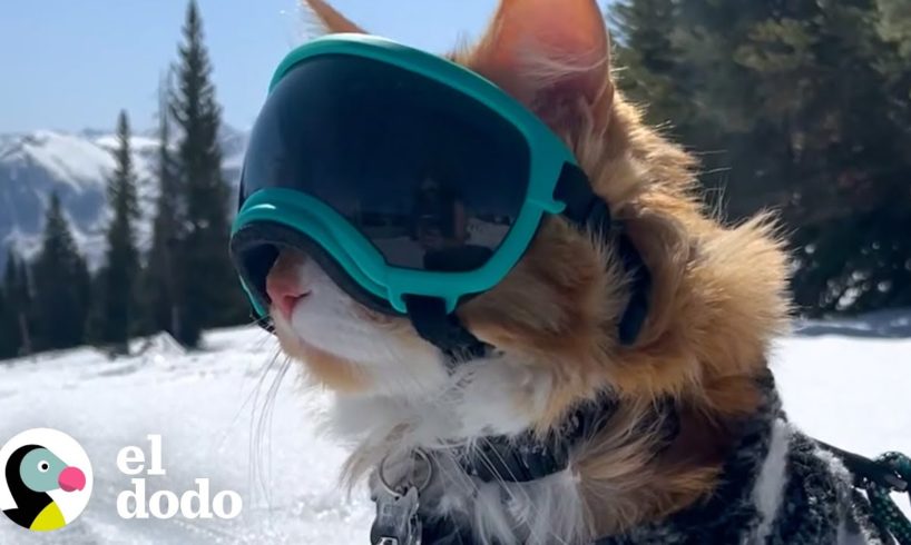 Gato ama tanto esquiar que tiene su propio boleto para la montaña | Pequeño y Valiente | El Dodo