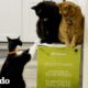 Gatos se obsesionan con la nueva caja de vitaminas que pidió su mamá | Cat Crazy | El Dodo