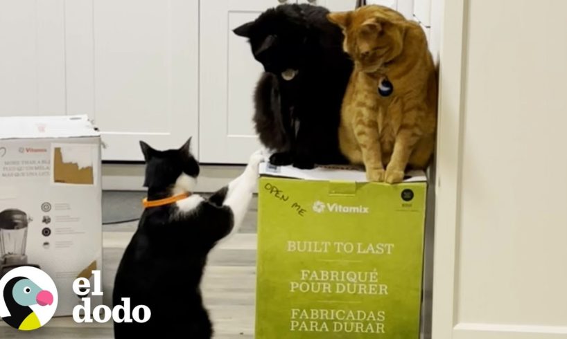 Gatos se obsesionan con la nueva caja de vitaminas que pidió su mamá | Cat Crazy | El Dodo