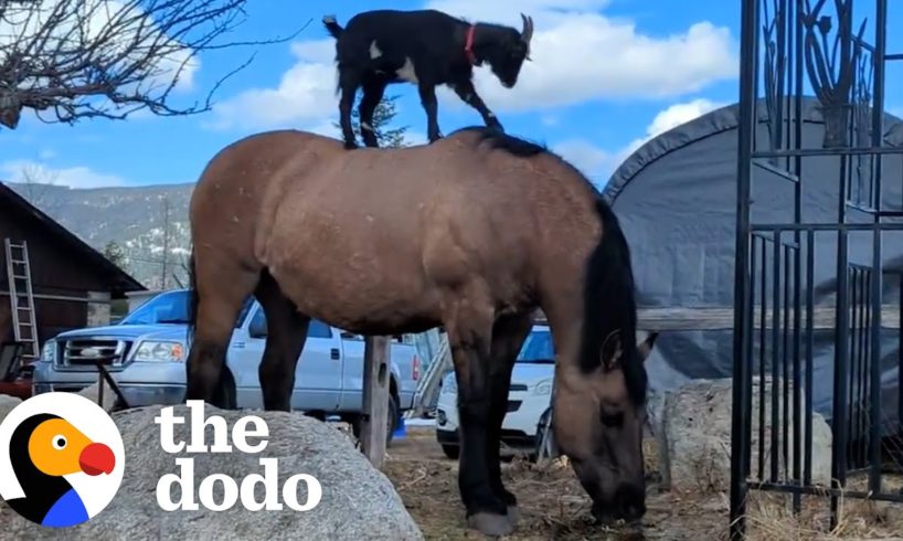Goat Loves Getting A Lift From His Friend | The Dodo Odd Couples