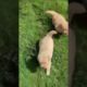 Golden retriever Cutest Puppies 😍