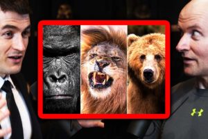 Gorilla vs Lion vs Bear: Who Wins? | John Danaher and Lex Fridman
