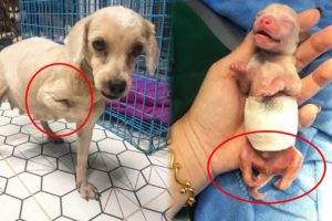 Handicapped Mama Dog Gives Birth to 4 Cutest Puppies
