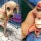 Handicapped Mama Dog Gives Birth to 4 Cutest Puppies