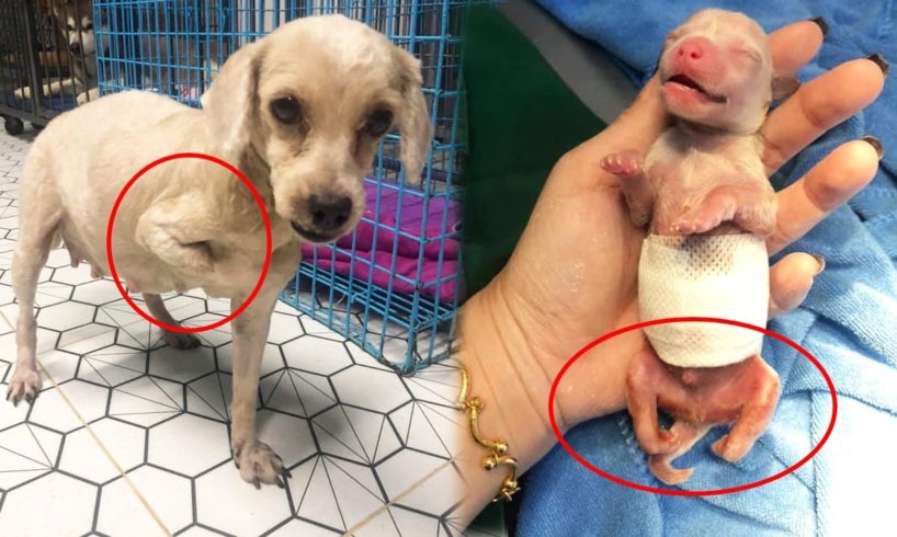 Handicapped Mama Dog Gives Birth to 4 Cutest Puppies