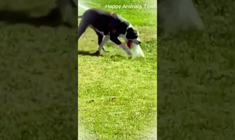 Happy Animals Town-Happy Dogs-Funny dogs are playing water