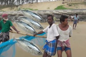Hard Working Fishermen | Amazing Fish Catching | Digha Sea Beach , West Bengal