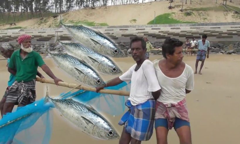 Hard Working Fishermen | Amazing Fish Catching | Digha Sea Beach , West Bengal