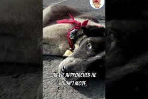 Heartbreaking Story of Abandoned Dog lying in the middle of the road