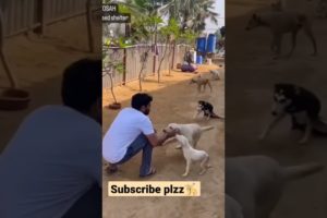 Help street dogs #trendingshorts#viralshorts #shorts#ytshorts