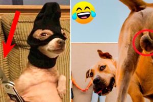 🤣 Hilarious 😻 😻 - Cute And Funny Pets Videos 😇 Cutest Puppies
