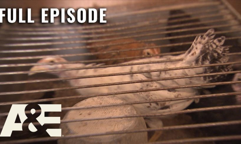 Hoarders: 200 Chickens Living in a Trailer - Full Episode (S3, E19) | A&E