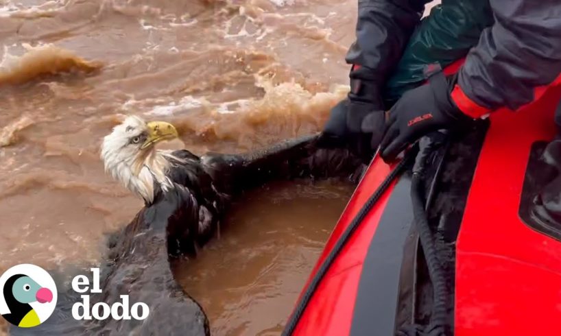 Hombre salva a un águila calva de ahogarse en un río | El Dodo