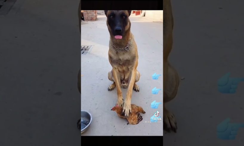How Dog rescue Hen|#Shorts| #Pretty-Pets