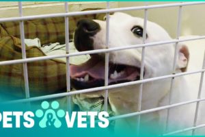 How To Save A Dog's Life | Animal Rescue School | Pets & Vets