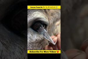 Humanity always 🔥 Animal Rescue #shorts #ytshorts