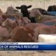 Hundreds of rescued animals now in quarantine, awaiting exam by veterinarians