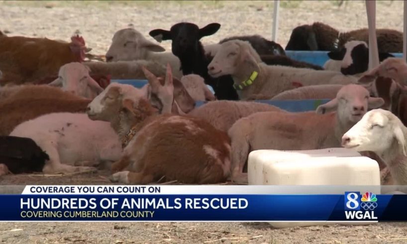 Hundreds of rescued animals now in quarantine, awaiting exam by veterinarians