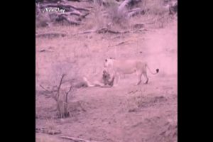 Hungry Lion Rescues a Warthog