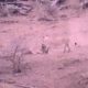 Hungry Lion Rescues a Warthog