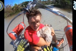 Hurricane Ian: Incredible video of Coast Guard rescuing people and pets from Sanibel