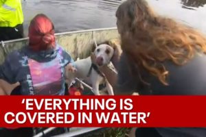 Hurricane Ian: Several dogs rescued from flooded Orlando home, blind senior dog still missing