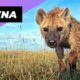 Hyena 🐻 One Of The Cutest But Dangerous Animals In The World #shorts