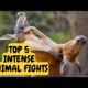 INTENSE ANIMAL FIGHTS
