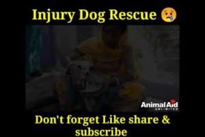 Injury Dog Rescue 😢| Animal Rescue video #animalrescue #shorts