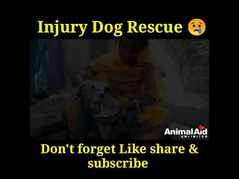 Injury Dog Rescue 😢| Animal Rescue video #animalrescue #shorts