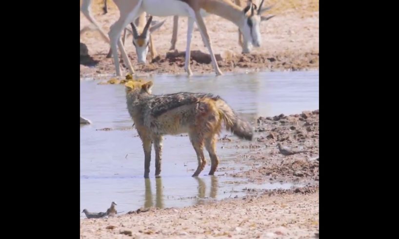 Jackal hunt a bird 😱🦊🐥 #shorts #animals