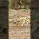 Jackals hunting gazelle।। animal fight#shorts #fight #fighting