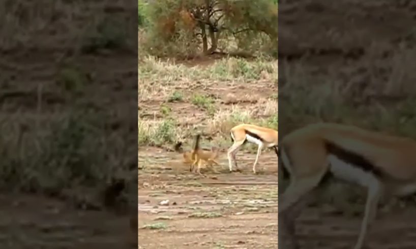 Jackals hunting gazelle।। animal fight#shorts #fight #fighting