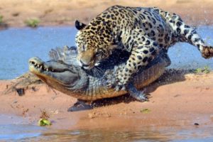 Jaguar Attack Crocodile In  Water  | Wild Events | Wild Animals
