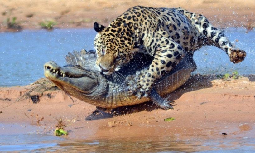 Jaguar Attack Crocodile In  Water  | Wild Events | Wild Animals