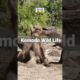Komodo Dragon Bites the Deer Mouth Alive. 🦌😱 #shorts #animals