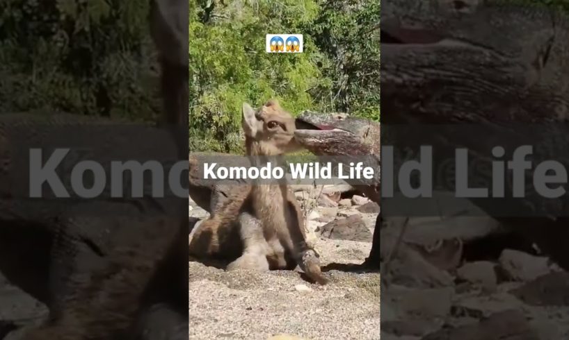 Komodo Dragon Bites the Deer Mouth Alive. 🦌😱 #shorts #animals