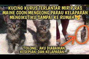 Kucing Kurus Terlantar Kelaparan Mirip Maine Coon Mengeong Parau Mengikuti Saya | Video Sedih Kucing