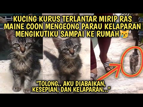 Kucing Kurus Terlantar Kelaparan Mirip Maine Coon Mengeong Parau Mengikuti Saya | Video Sedih Kucing