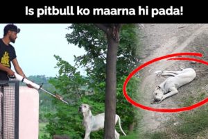 Kyun beech rescue mein hamne is pitbull par bandook taan di!