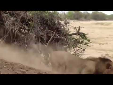 LION VS CHEETAH !! Real life animal fights caught on camera !!