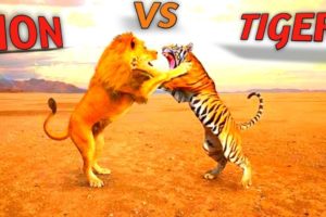 LION VS TIGER FIGHTING VIDEO /TIGER VS LION FIGHT/ANIMALS VIDEO GAME/TIGER VS GUNDER FIGHT#animal