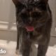 La actividad favorita de este gato es bañarse con mamá | Cat Crazy | El Dodo